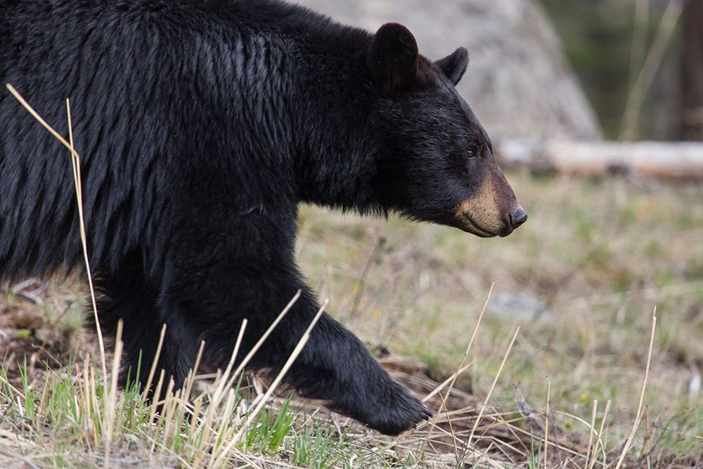 Black Bear, Yellowstone National Park art print by The Yellowstone Collection for $57.95 CAD