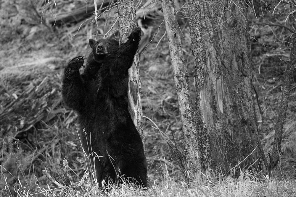 Black Bear near Phantom Lake, Yellowstone National Park art print by The Yellowstone Collection for $57.95 CAD