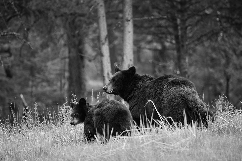 Black Bear Sow with Cub, Tower Fall, Yellowstone National Park art print by The Yellowstone Collection for $57.95 CAD