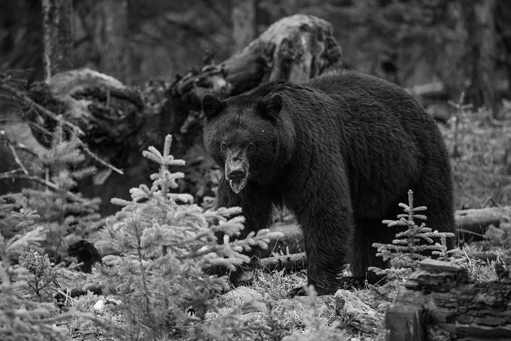 Black Bear, Yellowstone National Park art print by The Yellowstone Collection for $57.95 CAD