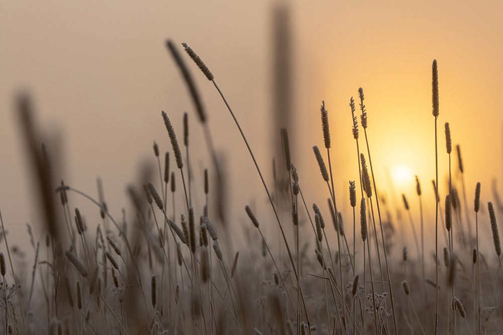Backlit Grasses at Sunrise, Yellowstone National Park art print by The Yellowstone Collection for $57.95 CAD