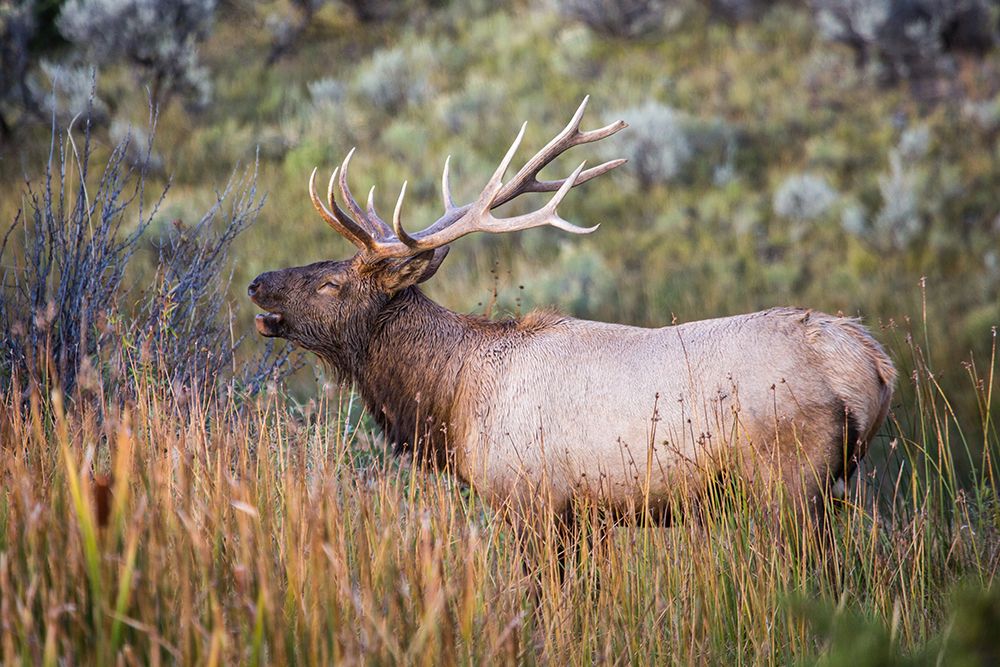 Bugling Elk, Mammoth Hot Springs, Yellowstone National Park art print by The Yellowstone Collection for $57.95 CAD