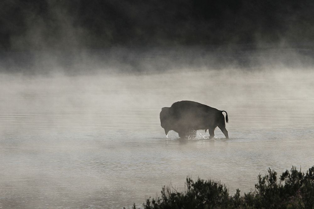 Bull Bison crossing Yellowstone River, Yellowstone National Park art print by Jim Peaco for $57.95 CAD