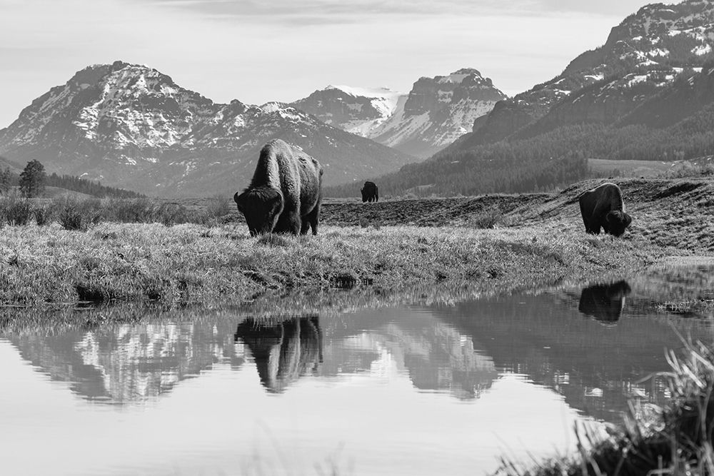 Bull Bison Graze in Lamar Valley, Yellowstone National Park art print by Jacob W. Frank for $57.95 CAD