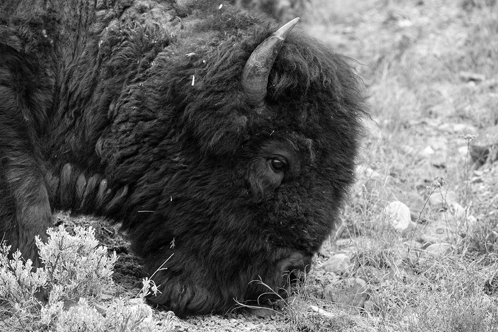 Bull Bison Graze in Lamar Valley, Yellowstone National Park art print by Jacob W. Frank for $57.95 CAD