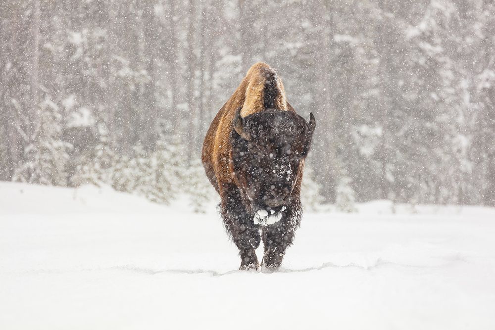 Bull Bison during a Snow Storm, Yellowstone National Park art print by Jacob W. Frank for $57.95 CAD