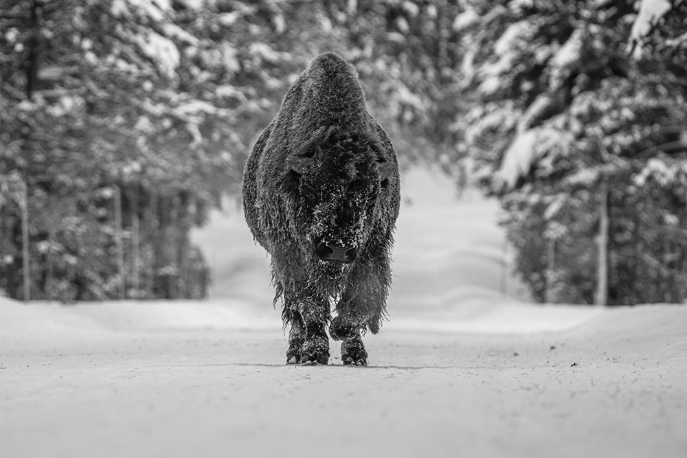 Bull Bison near Fishing Bridge, Yellowstone National Park art print by The Yellowstone Collection for $57.95 CAD