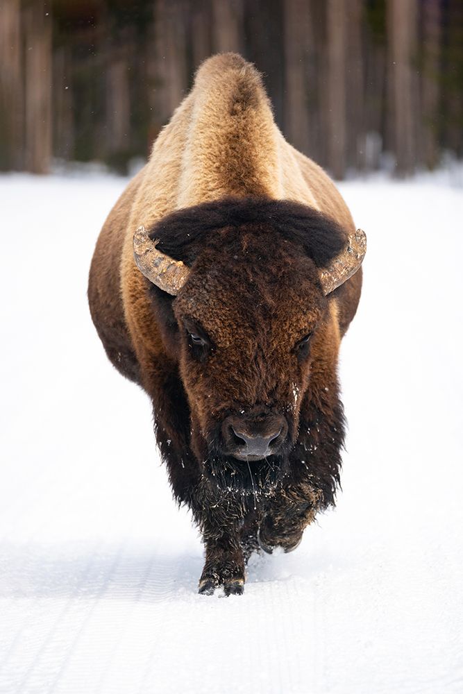 Bull Bison near Midway Geyser Basin, Yellowstone National Park art print by The Yellowstone Collection for $57.95 CAD