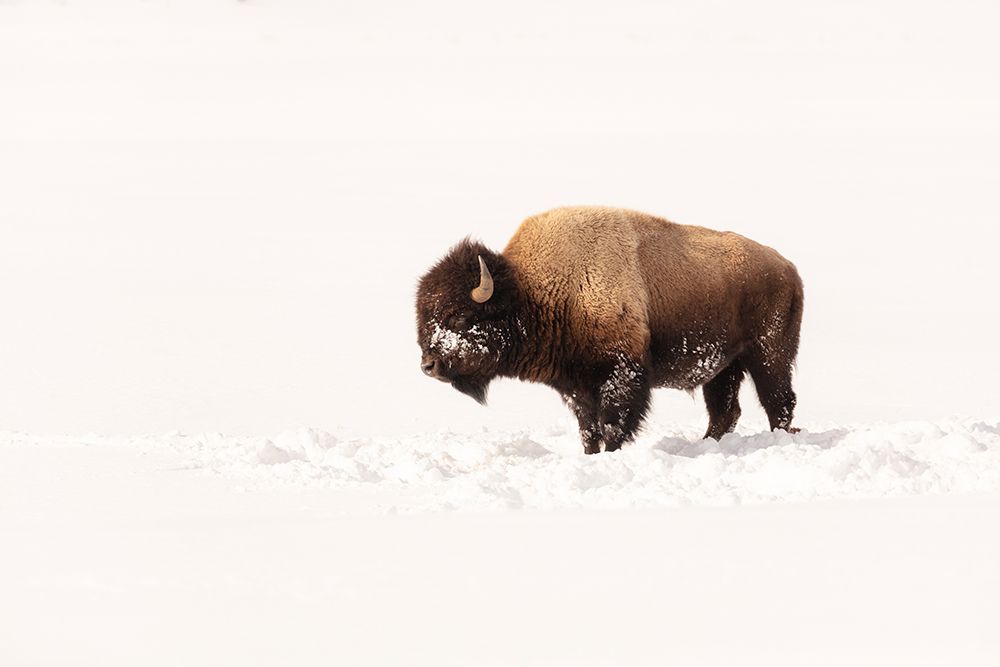 Bull Bison on a Winter Day, Yellowstone National Park art print by The Yellowstone Collection for $57.95 CAD