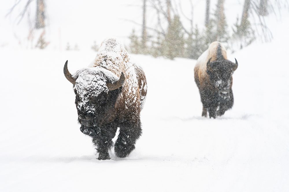Bull Bison on the East Entrance Road, Yellowstone National Park art print by Jacob W. Frank for $57.95 CAD