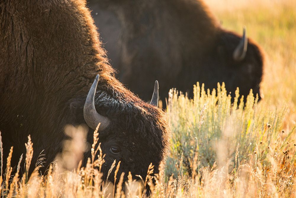 Bull Bison, Blacktail Deer Plateau, Yellowstone National Park art print by The Yellowstone Collection for $57.95 CAD
