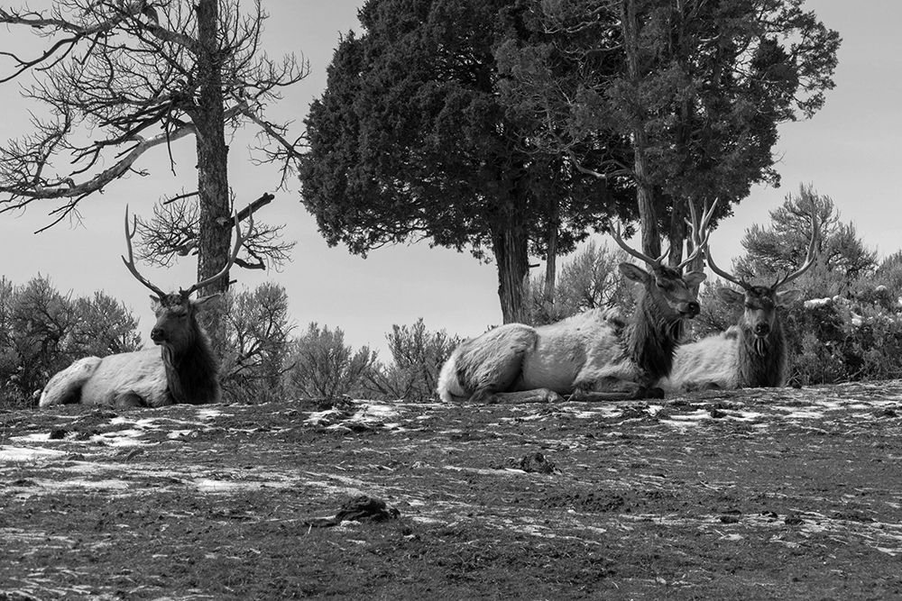 Bull Elk at Mammoth Hot Springs, Yellowstone National Park art print by Diane Renkin for $57.95 CAD