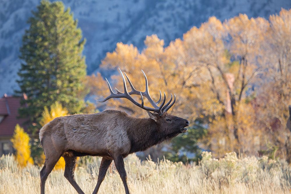 Bull Elk Bugling, Mammoth Hot Springs, Yellowstone National Park art print by The Yellowstone Collection for $57.95 CAD