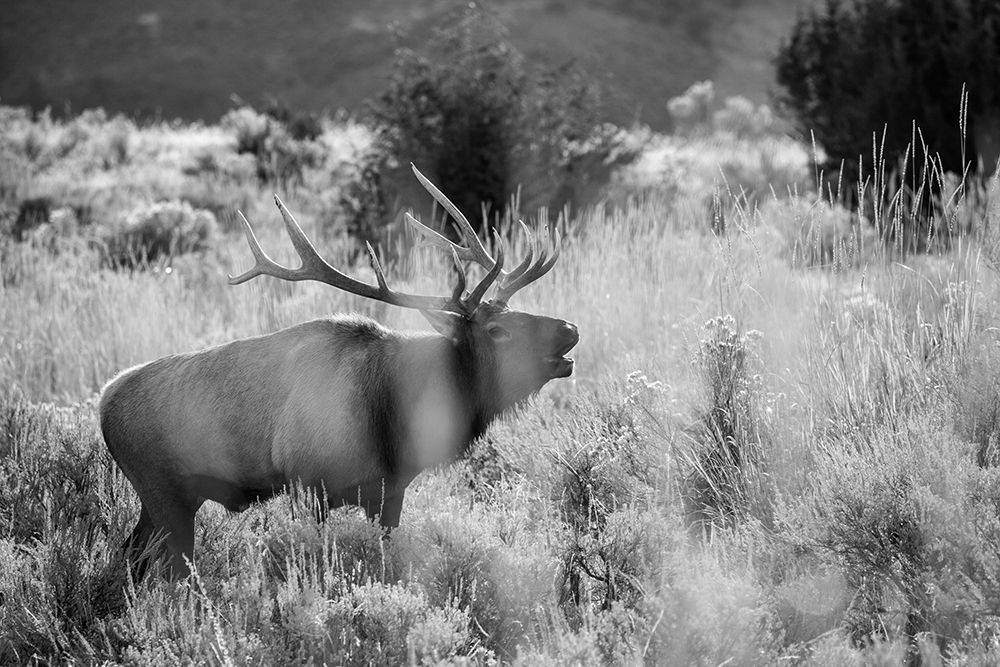 Bull Elk Bugling, Mammoth Hot Springs, Yellowstone National Park art print by The Yellowstone Collection for $57.95 CAD