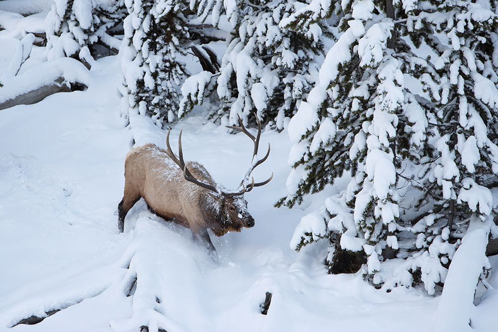 Bull Elk by Obsidian Creek, Yellowstone National Park art print by Jim Peaco for $57.95 CAD