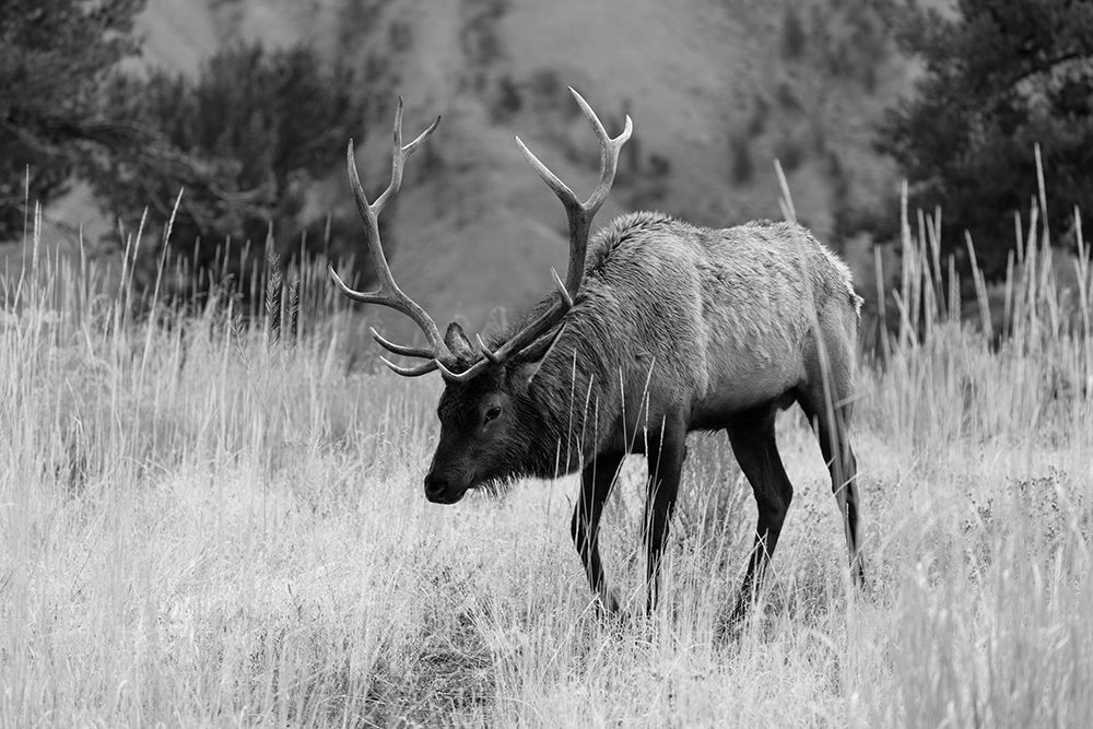 Bull Elk Grazing in Mammoth Hot Springs, Yellowstone National Park art print by The Yellowstone Collection for $57.95 CAD