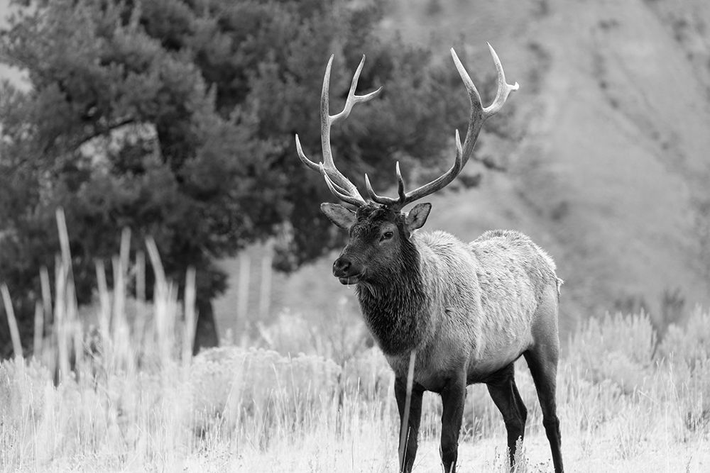 Bull Elk in Mammoth Hot Springs, Yellowstone National Park art print by The Yellowstone Collection for $57.95 CAD