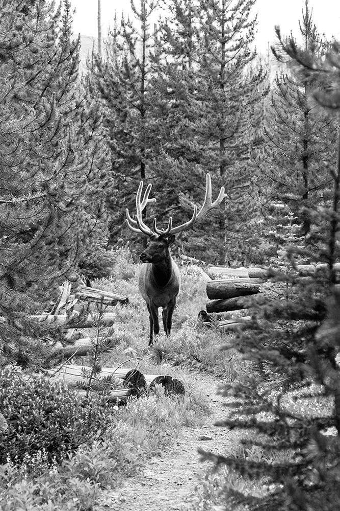 Bull Elk on a Trail, Yellowstone National Park art print by Jacob W. Frank for $57.95 CAD