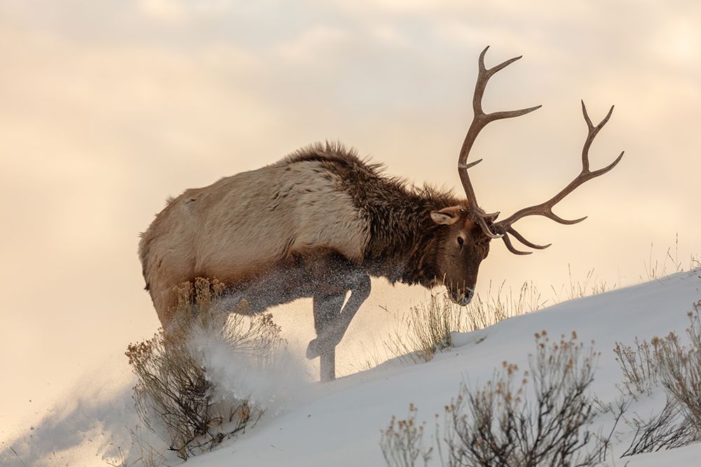 Bull Elk Searches for Food, Yellowstone National Park art print by The Yellowstone Collection for $57.95 CAD