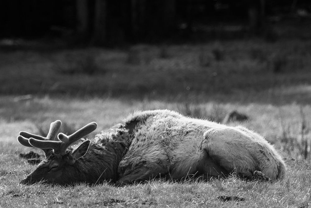 Bull Elk Sleeping in Spring, Yellowstone National Park art print by Neal Herbert for $57.95 CAD