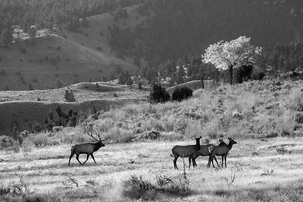 Bull Elk with Harem, Mammoth Hot Springs, Yellowstone National Park art print by The Yellowstone Collection for $57.95 CAD