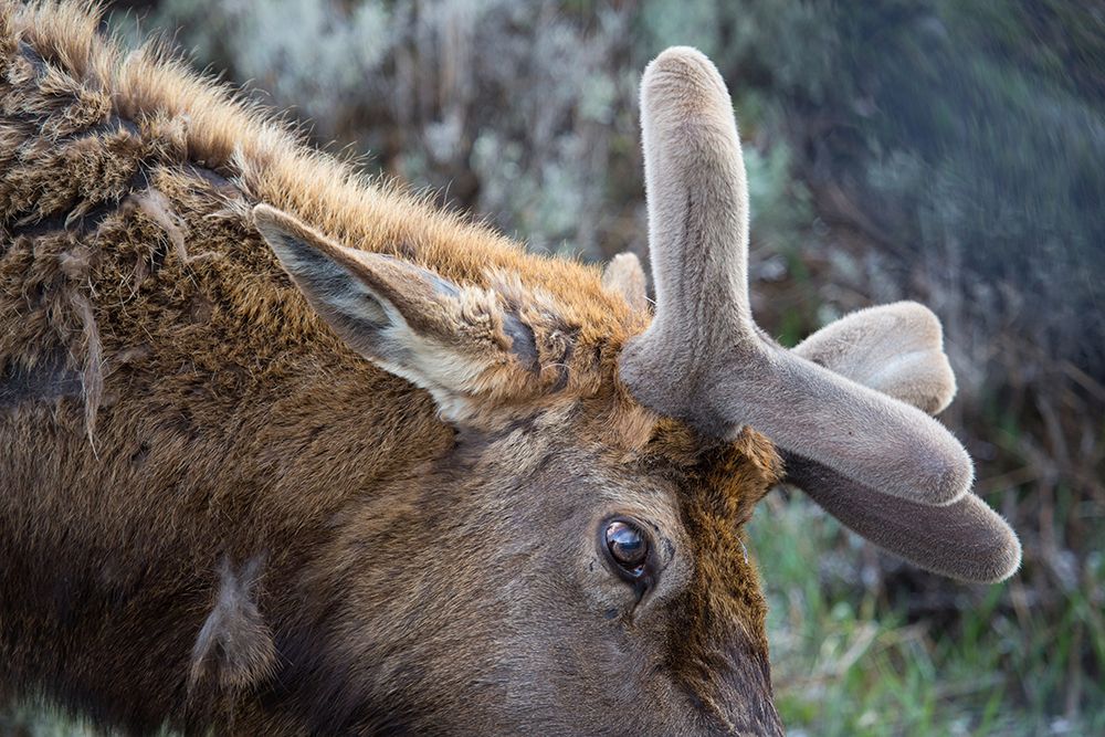 Bull Elk with Velvet on Antlers, Yellowstone National Park art print by Neal Herbert for $57.95 CAD