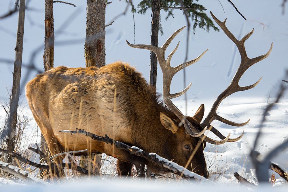 Bull Elk, Blacktail Deer Plateau, Yellowstone National Park art print by The Yellowstone Collection for $57.95 CAD