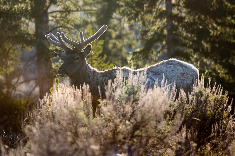 Bull Elk, Blacktail Deer Plateau, Yellowstone National Park art print by The Yellowstone Collection for $57.95 CAD