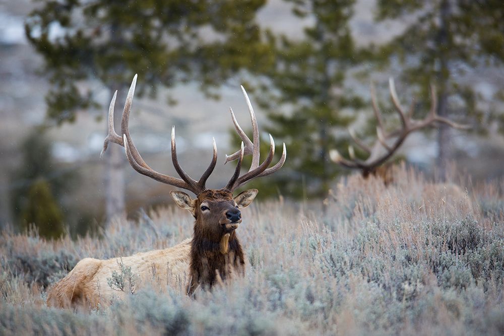 Bull Elk, Blacktail Deer Plateau, Yellowstone National Park art print by The Yellowstone Collection for $57.95 CAD