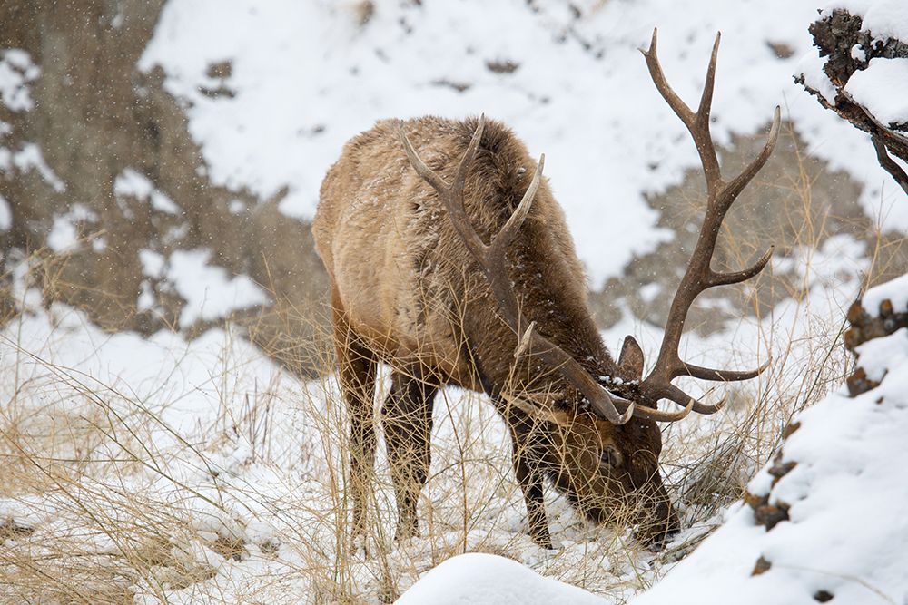 Bull Elk, Gardner River, Yellowstone National Park art print by The Yellowstone Collection for $57.95 CAD