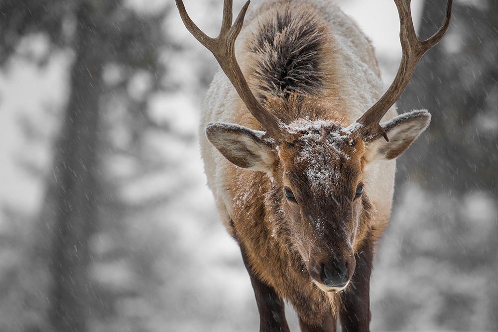 Bull Elk, Mammoth Hot Springs, Yellowstone National Park art print by The Yellowstone Collection for $57.95 CAD