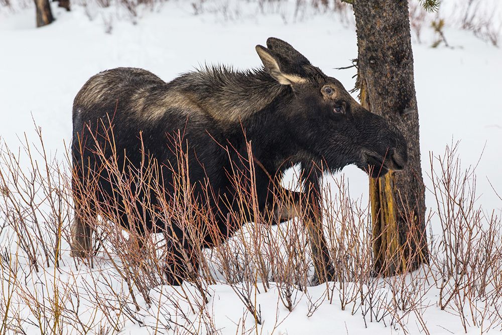 Bull Moose near Pebble Creek, Yellowstone National Park art print by The Yellowstone Collection for $57.95 CAD