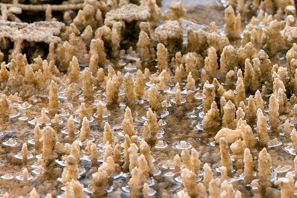 Calcium Carbonate Formations, Mammoth Hot Springs, Yellowstone National Park art print by Diane Renkin for $57.95 CAD