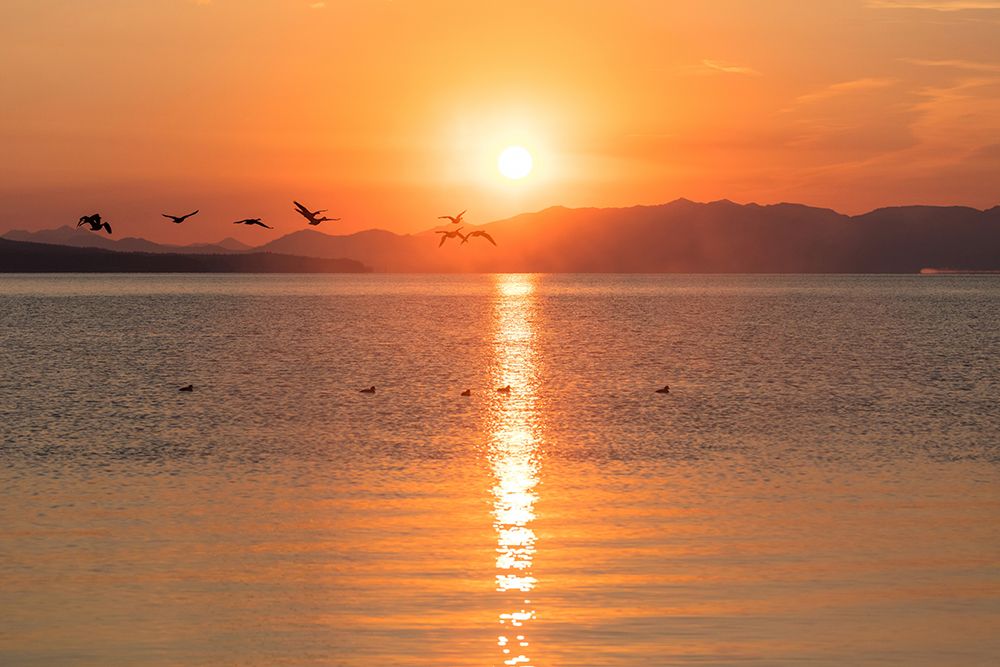 Canada Geese on Yellowstone Lake, Yellowstone National Park art print by The Yellowstone Collection for $57.95 CAD