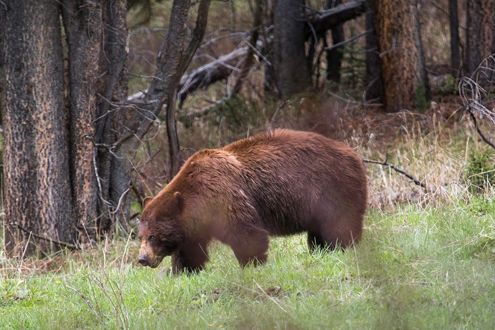 Cinnamon Black Bear Soda Butte Creek, Yellowstone National Park art print by Neal Herbert for $57.95 CAD