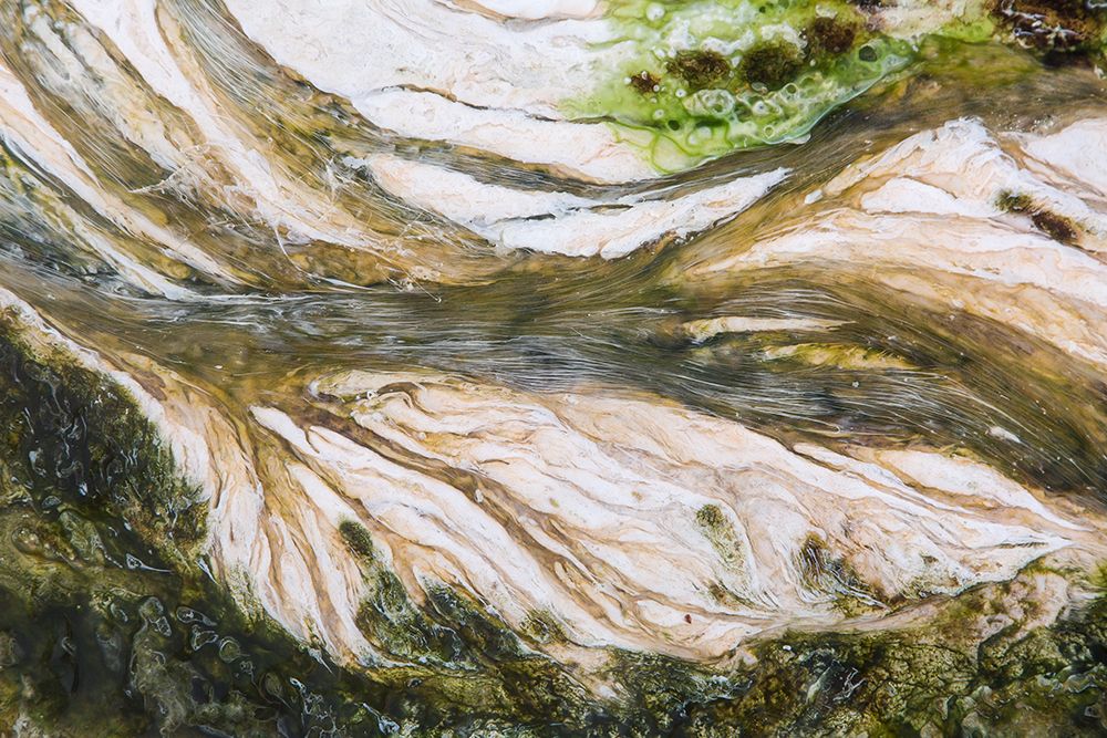 Colorful Bacteria at Mammoth Hot Springs, Yellowstone National Park art print by The Yellowstone Collection for $57.95 CAD