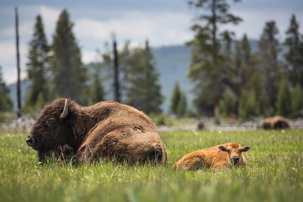 Cow and Calf Bison, Fountain Flat Drive, Yellowstone National Park art print by The Yellowstone Collection for $57.95 CAD