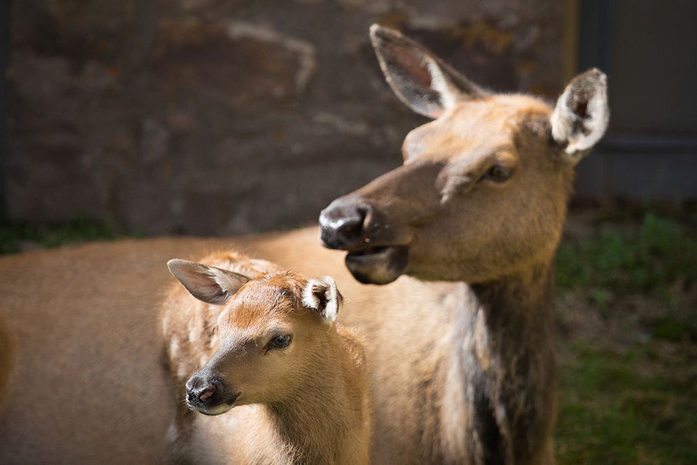 Cow and Calf Elk, Yellowstone National Park art print by Neal Herbert for $57.95 CAD