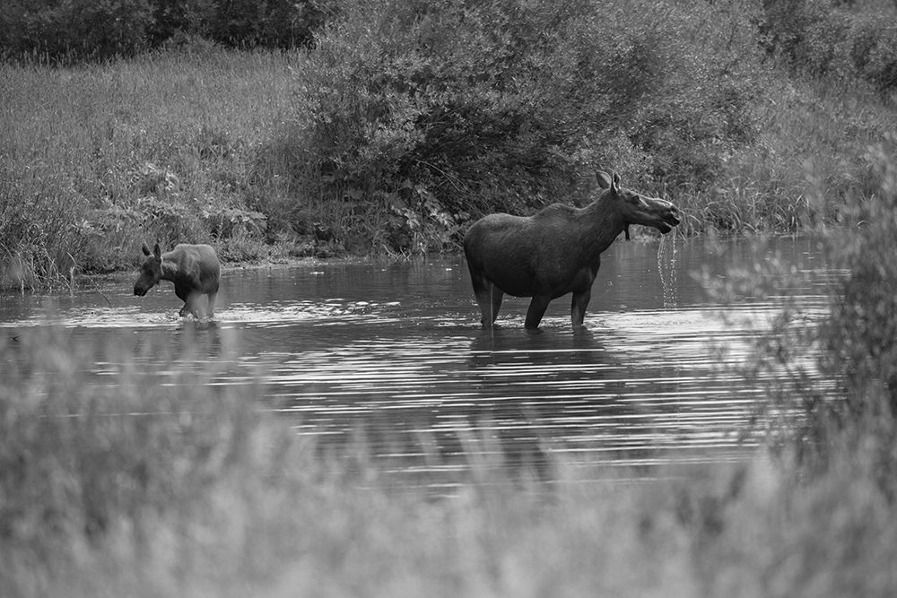 Cow and Calf Moose, Gallatin River, Yellowstone National Park art print by The Yellowstone Collection for $57.95 CAD