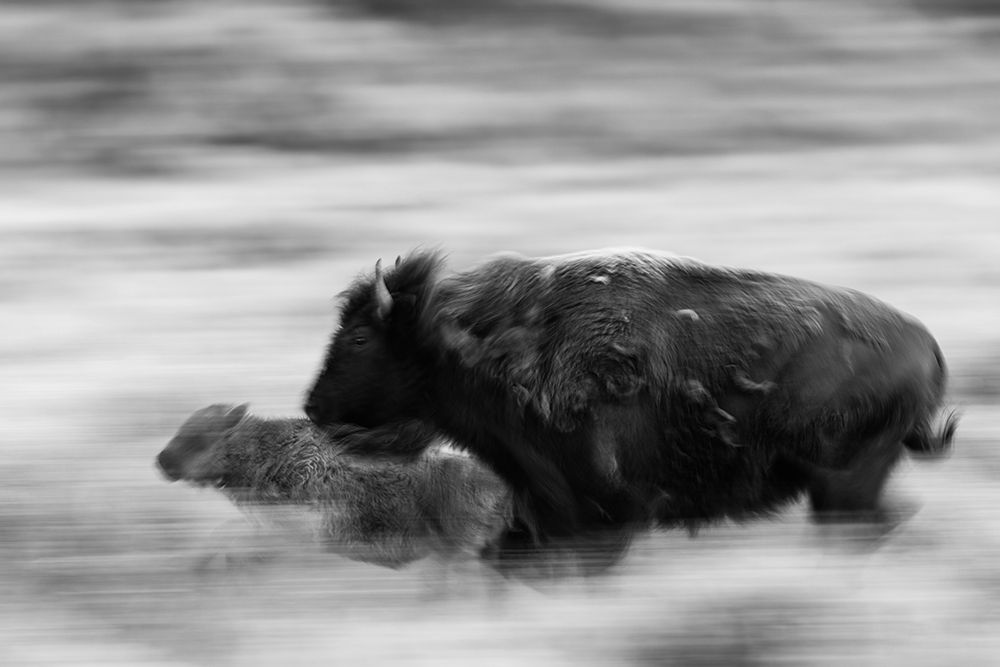 Bison Cow and Calf in Lamar Valley, Yellowstone National Park art print by The Yellowstone Collection for $57.95 CAD