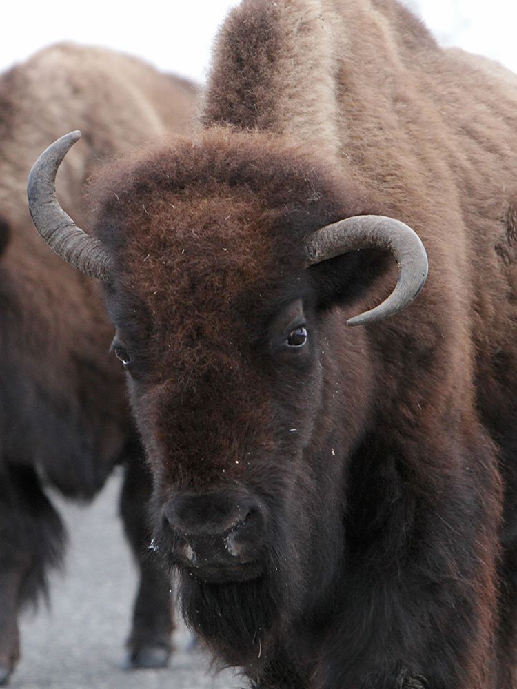 Cow Bison on Northeast Entrance Road, Yellowstone National Park art print by Jim Peaco for $57.95 CAD