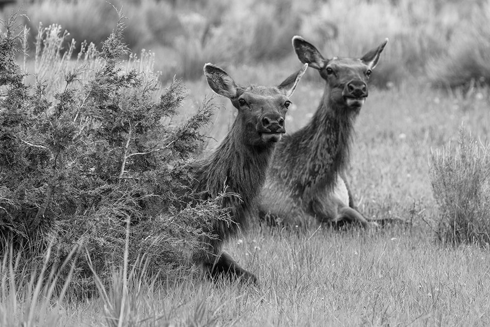 Cow Elk in Mammoth Hot Springs, Yellowstone National Park art print by Jacob W. Frank for $57.95 CAD