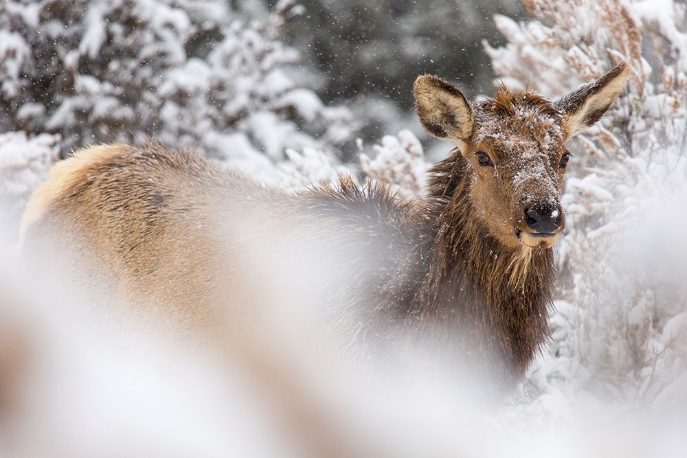 Cow Elk in Snow, Mammoth Hot Springs, Yellowstone National Park art print by The Yellowstone Collection for $57.95 CAD