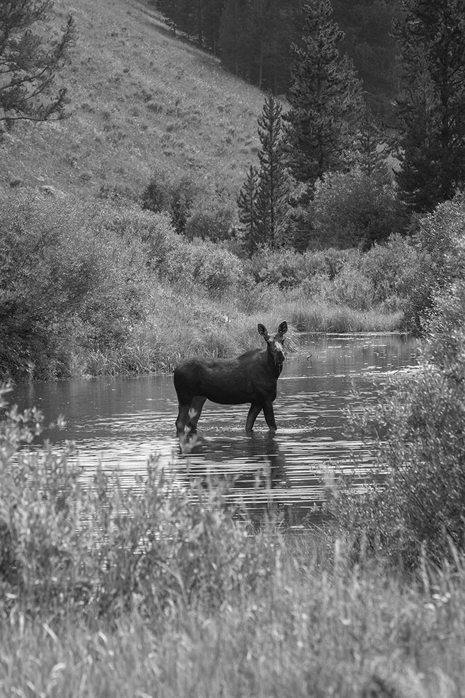 Cow Moose, Gallatin River, Yellowstone National Park art print by The Yellowstone Collection for $57.95 CAD