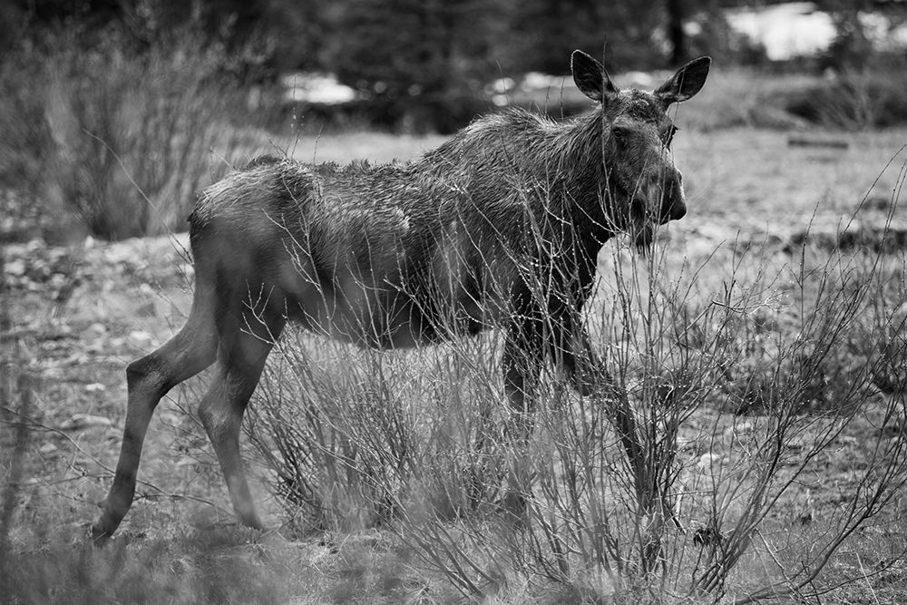 Cow Moose, Soda Butte Creek, Yellowstone National Park art print by The Yellowstone Collection for $57.95 CAD