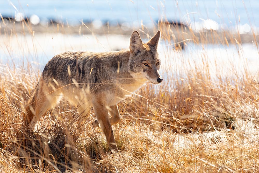 Coyote at Yellowstone Lake, Yellowstone National Park art print by The Yellowstone Collection for $57.95 CAD
