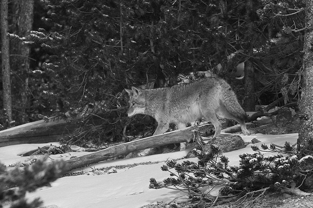 Coyote near Canyon, Yellowstone National Park art print by Jim Peaco for $57.95 CAD