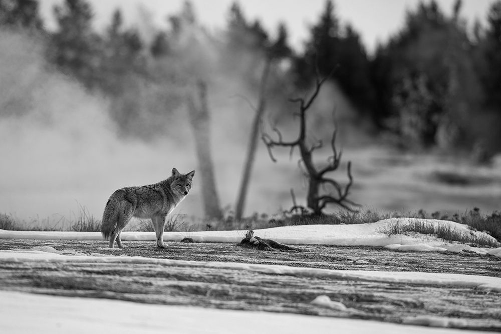 Coyote standing near Biscuit Basin, Yellowstone National Park art print by The Yellowstone Collection for $57.95 CAD