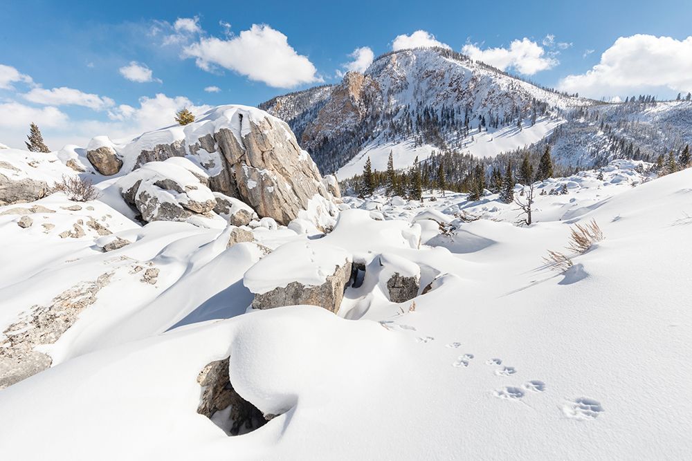 Coyote tracks in the Hoodoos, Yellowstone National Park art print by The Yellowstone Collection for $57.95 CAD