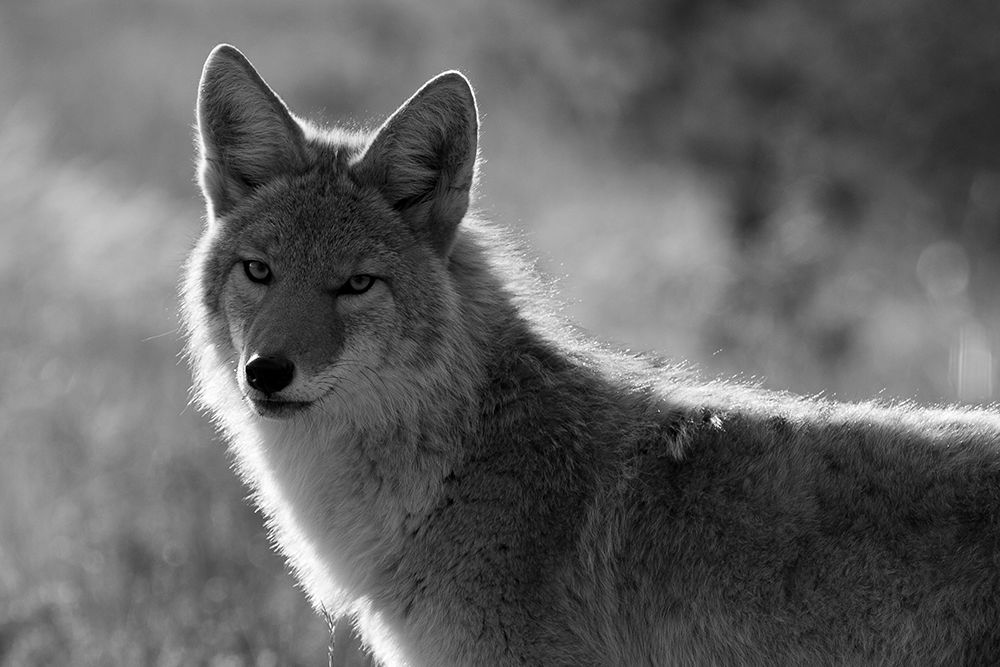 Coyote, Upper Geyser Basin, Yellowstone National Park art print by The Yellowstone Collection for $57.95 CAD
